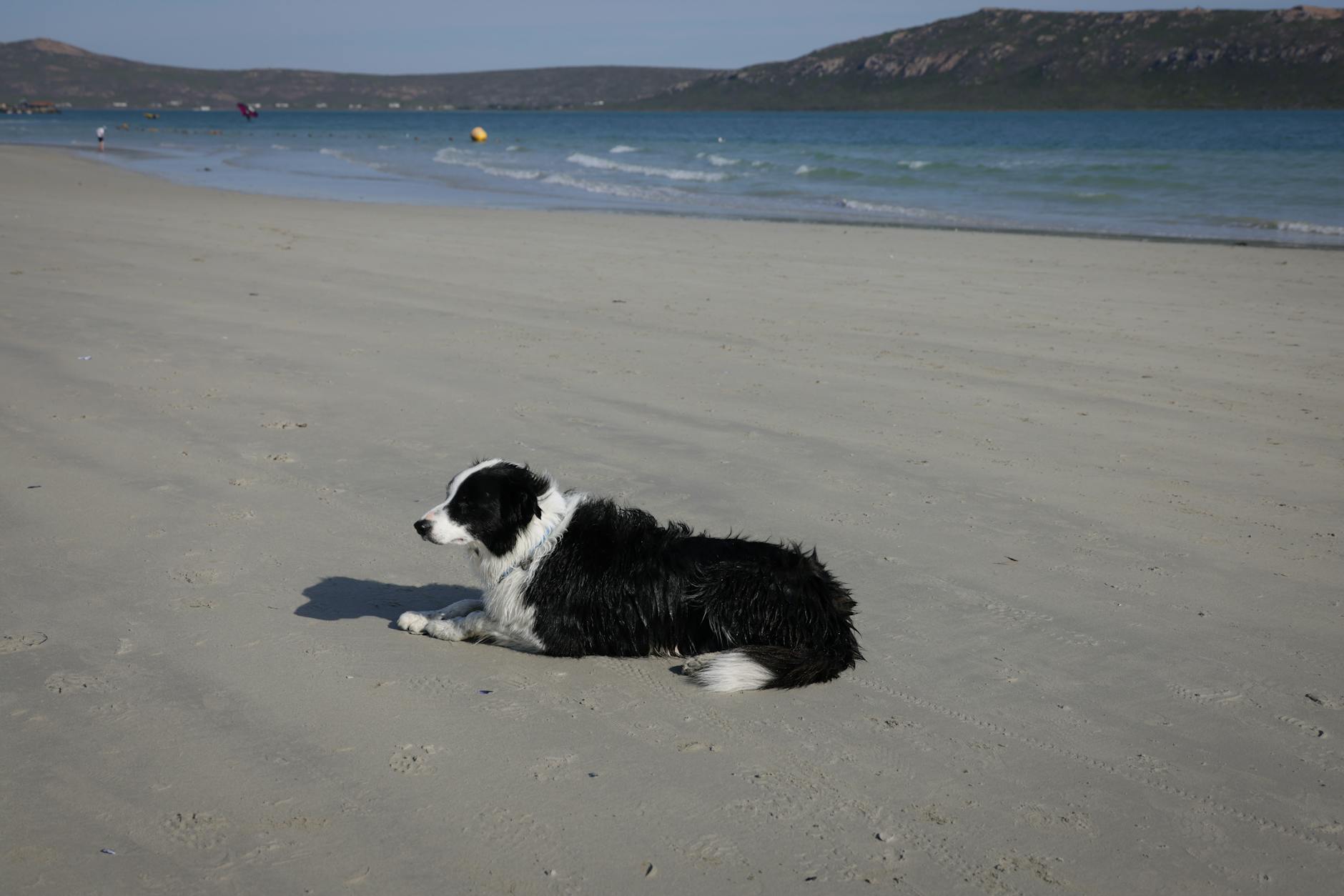 【犬知識】犬に低気圧って影響あるの？その症状や対策とは？