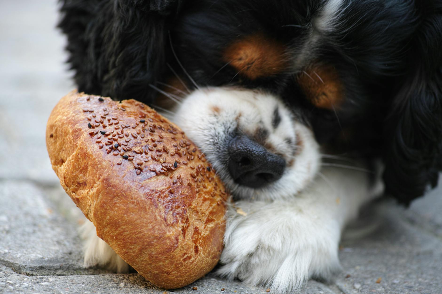 【犬の食事】偏食犬に悩む飼い主さん集まれ！ご飯の好みを見極めるポイント。